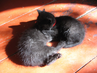 Black cat curled wooden floor 2 - light and space free wallpaper
