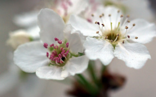 Close up flower blurry background 11 - a close up of a flower free wallpaper