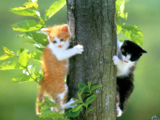 Two cats climbing tree forest - the forest free wallpaper