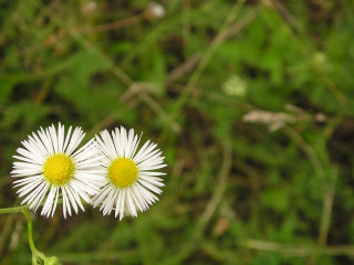 Two white flowers yellow centers - yellow center free wallpaper