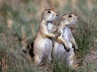 Prairie groundhogs standing hind legs 3 - clovis trouille free wallpaper