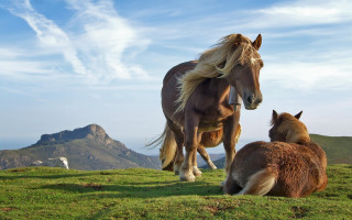 Horse foal grassy hill mountain 4 - eric de kolb free wallpaper