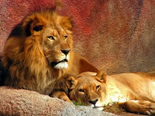 Lions laying zoo enclosure together - the camera and the other free wallpaper