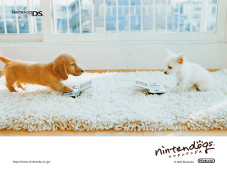 Dogs playing book rug room - a rug in a room free wallpaper