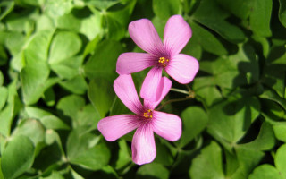 Pink flowers green leaves sunlight 2 - brenda chamberlain free wallpaper
