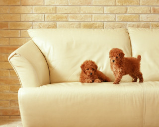 Small dogs couch brick wall - a brick wall free wallpaper