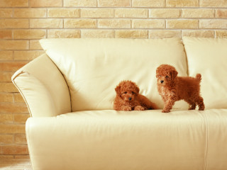 Small dogs couch brick wall 4 - two small dog free wallpaper