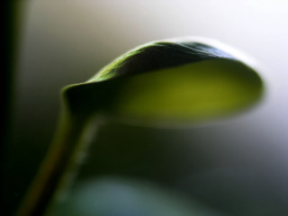Green flower macro closeup shallow - shallow free wallpaper for desktop