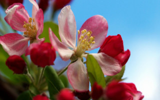 Flower sky bokeh leaves roses - a close up of a flower free wallpaper