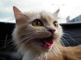 Cat open mouth tongue car 5 - cheerful free wallpaper