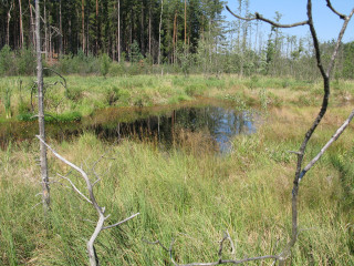 Swampy pond trees grass dead - a small pond free wallpaper