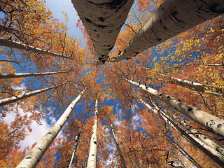 Forest autumn leaves tall trees - a view free wallpaper