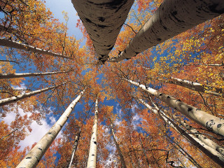Forest autumn leaves tall trees 2 - a view free wallpaper