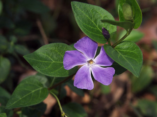 Purple flower green leaves white 2 - a purple flower free wallpaper