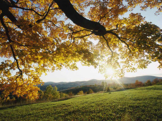 Tree sunshine field mountains grass - the sun free wallpaper