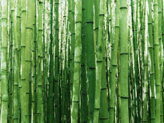 Green bamboo trees leaves nature - lot of leaves free wallpaper