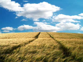 Wheat field sky clouds background 5 - a sky background free wallpaper for desktop