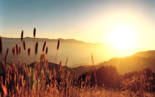 Field bird flying sunset mountains - a few bird free wallpaper