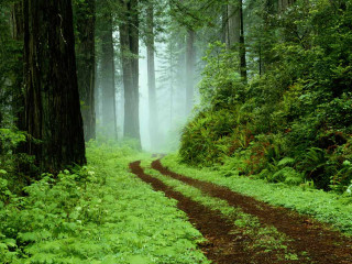 Dirt road forest trees ferns - a dirt road in the middle of a forest free wallpaper