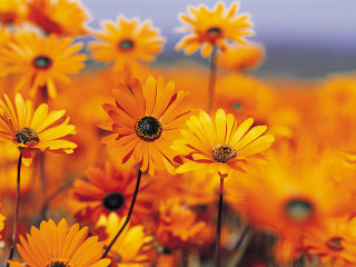 Yellow flowers blue sky green 2 - a few green leaf free wallpaper