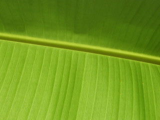 Green leaf macro photorealism classroom - a green leaf free wallpaper