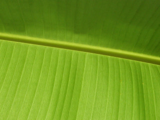 Green leaf closeup white background 3 - a green leaf free wallpaper