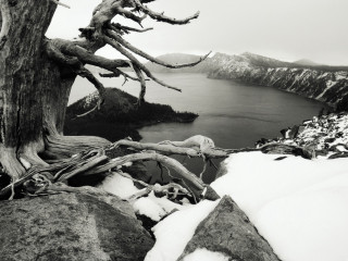 Black white tree snow rocks - snow free wallpaper