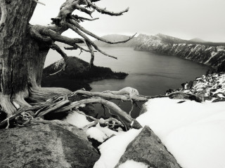 Black white tree water snow 2 - snow free wallpaper