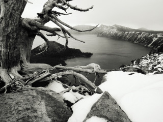 Black white tree snow rocks 2 - snow free wallpaper