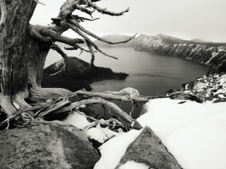 Black white tree water snow - snow free wallpaper