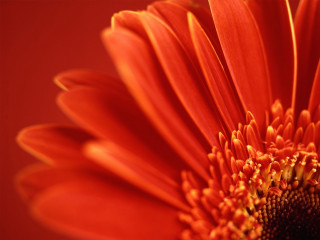 Bright orange flower red background - a black center free wallpaper
