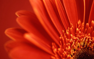 Red flower yellow center green 6 - a red flower free wallpaper