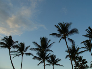 Palm trees blue sky clouds 9 - a group of palm trees free wallpaper