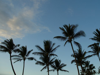 Palm trees blue sky clouds 6 - a group of palm trees free wallpaper