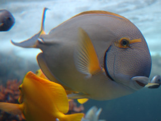 Fish swimming water rocks plants 7 - fish eye free wallpaper