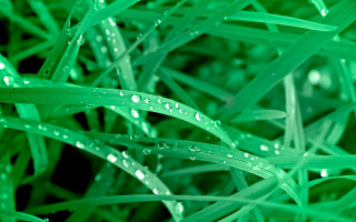 Close up green grass water 3 - water droplet free wallpaper