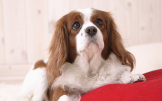 Dog sitting red pillow sad 2 - a red pillow free wallpaper