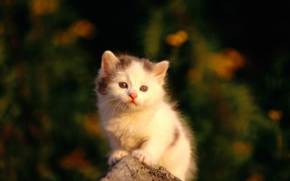 Kitten tree stump curious look 2 - a curious look free wallpaper