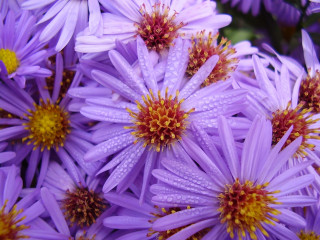 Purple flowers water droplets yellow 3 - a yellow center free wallpaper