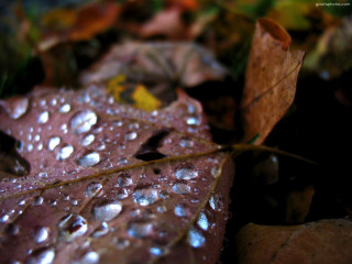 Close up leaf water droplets 5 - water droplet free wallpaper