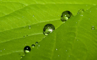 Green leaf water droplets background 4 - water droplet free wallpaper