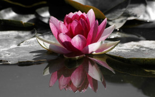 Pink flower floating pond lily 11 - ella guru free wallpaper