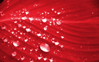 Red flower water droplets black 4 - petal free wallpaper