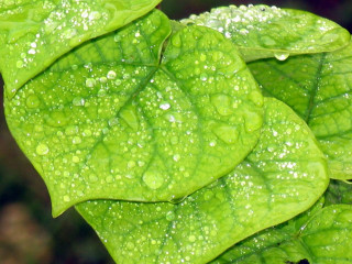 Green leaf water drops macro 28 - a green leaf free wallpaper