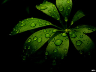 Green leaf water droplets black 2 - a green leaf free wallpaper