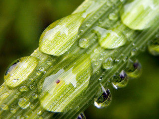 Green plant water droplets leaves 3 - a green plant free wallpaper