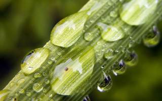 Green plant water droplets macro 20 - a green plant free wallpaper