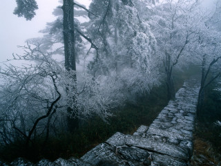 Stone wall trees snow foggy - foggy free wallpaper