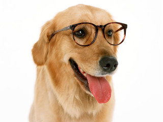 Dog glasses tongue out funny - glass free wallpaper