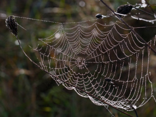 Spider web dew drops forest - a forest setting free wallpaper